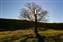A59 winter oak.jpg
