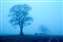 Ripon misty trees.jpg