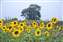 Chichester sunflowers.jpg