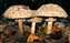 Moortown mushrooms.jpg