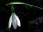 Snowdrop 1.jpg