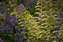 Temple Newsham ferns + bluebells.jpg