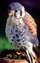 thorpe perrow small falcon.jpg