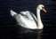 thorpe perrow swan.jpg